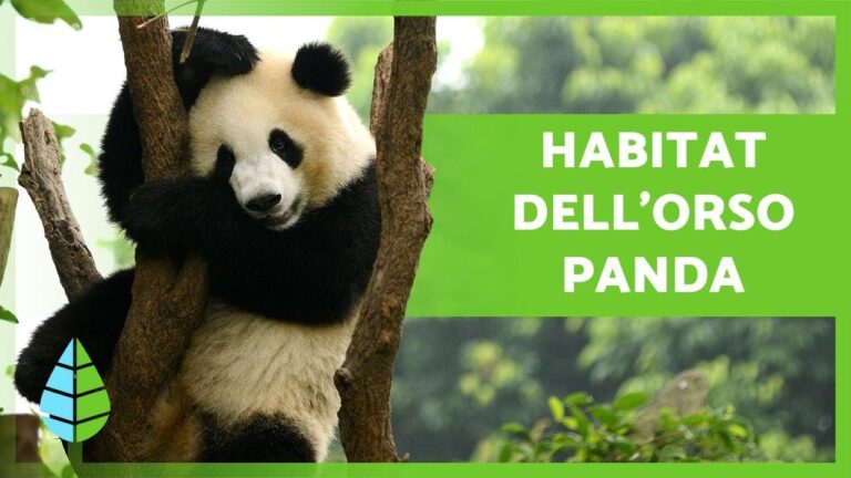 Pandamania: Una Ricerca Affascinante sulla Scuola Elementare